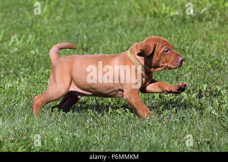 Neuenhagen, Deutschland, Magyar Vizsla Hund Welpen unterwegs Stockfoto