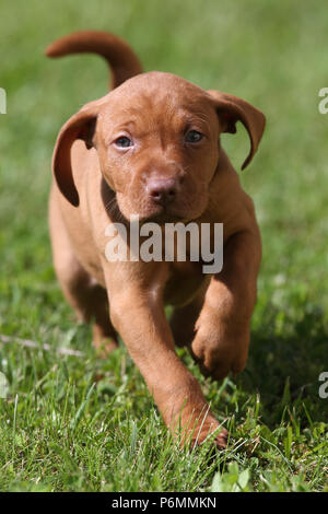 Neuenhagen, Deutschland, Magyar Vizsla Hund Welpen unterwegs Stockfoto