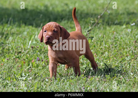 Neuenhagen, Deutschland, Magyar Vizsla hund welpe Stockfoto