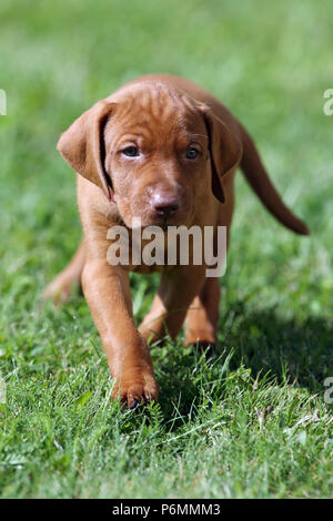 Neuenhagen, Deutschland, Magyar Vizsla Hund Welpen unterwegs Stockfoto