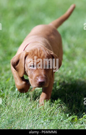 Neuenhagen, Deutschland, Magyar Vizsla Hund Welpen unterwegs Stockfoto