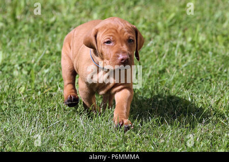 Neuenhagen, Deutschland, Magyar Vizsla Hund Welpen unterwegs Stockfoto