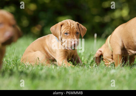 Neuenhagen, Deutschland, Magyar Vizsla hund welpe frisst Gras Stockfoto