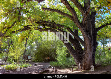 Dieses schöne Schatten Baum Vorhänge auf einer Parkbank am Rio Grande Nature Center State Park in Albuquerque, New Mexico Stockfoto