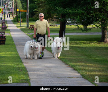 Man Walking drei Samoyed Hunde auf den Bürgersteig in Spekulant, NY, USA Stockfoto