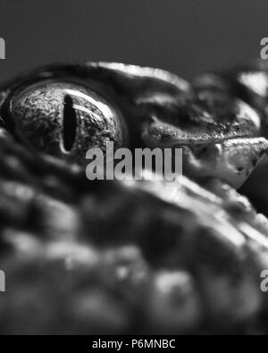 Extreme close-up des Auges von einer Klapperschlange (Crotalus horridus) an der WNC Nature Center in Asheville, NC, USA Stockfoto