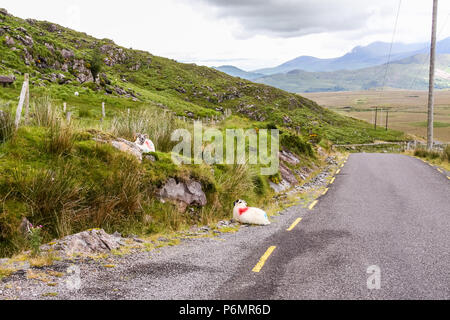 Schafe am Straßenrand Land Irland Stockfoto