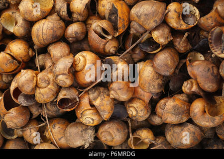 Golden applesnail aufgereiht, aufgereiht, voll von Raum. Stockfoto