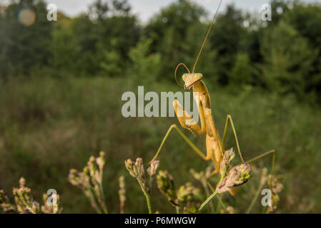 Die chinesische Mantis (Tenodera sinensis) ist eine eingeführte Art in den USA ist es häufig als natürliche Form der Schädlingsbekämpfung. Stockfoto