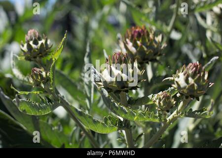 Eine Artischocke Distel Pflanze. Stockfoto