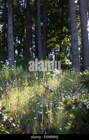 Ein weibliches Reh ruht und in hohen Wildblumen und Unkräuter auf einer Wiese neben einem Wald in Eugene, Oregon, USA, versteckt. Stockfoto