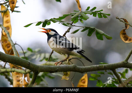 Asiatische Pied Starling thront auf einem Zweig, Bangladesch. Stockfoto