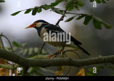 Asiatische Pied Starling thront auf einem Zweig, Bangladesch. Stockfoto