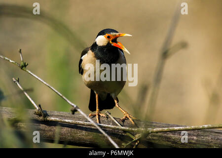 Asiatische Pied Starling thront auf einem Zweig, Bangladesch. Stockfoto