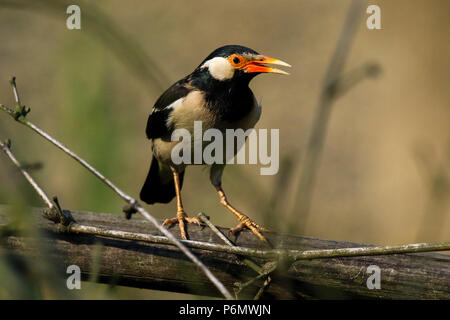 Asiatische Pied Starling thront auf einem Zweig, Bangladesch. Stockfoto