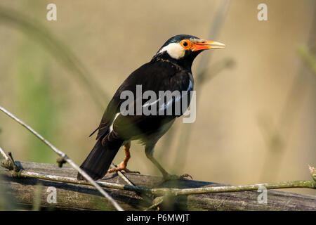 Asiatische Pied Starling thront auf einem Zweig, Bangladesch. Stockfoto