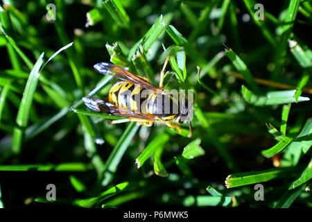 Wespe oder Hornisse, Insekt aus der Ordnung Hymenoptera und Unterordnung Apocrita, die weder eine Biene oder eine Ameise. Nahaufnahme des Großen Wasp, gefährlich, gestreifte Fliege Stockfoto