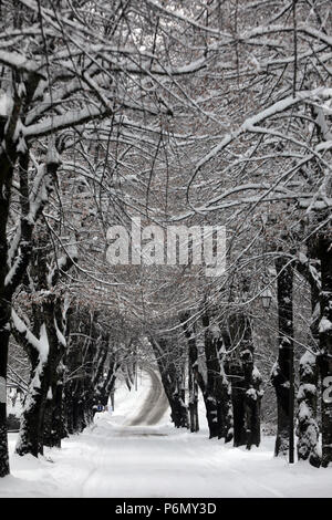 Le Fayet Parc Thermal. Bäume unter Schnee. Frankreich. Stockfoto