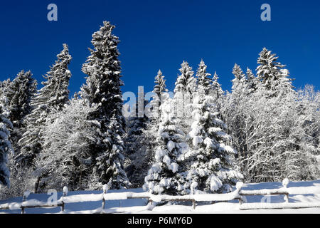 Die französischen Alpen. Verschneite Tannen im Winter. Frankreich. Stockfoto