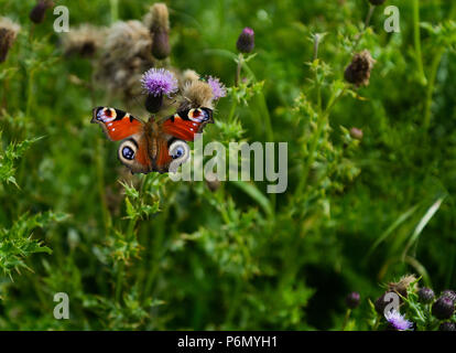 Dorsalansicht eines Pfau Butterly auf Distel Pflanzen Stockfoto
