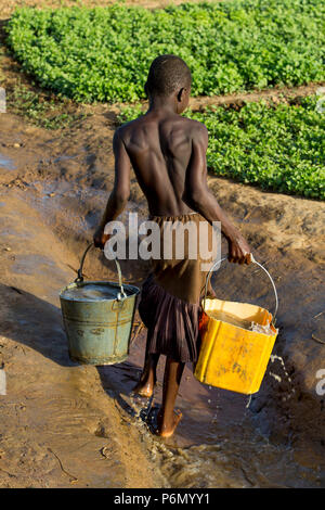Mädchen beim Wasserholen ein Feld in Karsome, Togo zu Wasser. Stockfoto