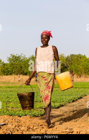 Mitglied des Frauen kooperative Durchführung Eimer Wasser ein Feld in Karsome, Togo. Stockfoto