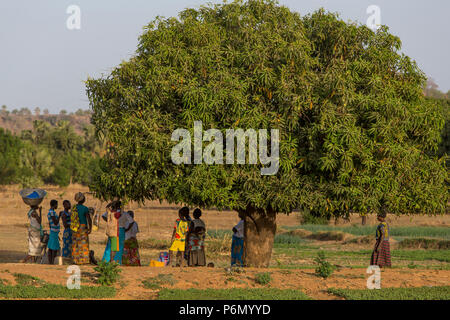 Mitgliedern der Frauen Kooperative in einem pflanzlichen Feld in Karsome, Togo. Stockfoto