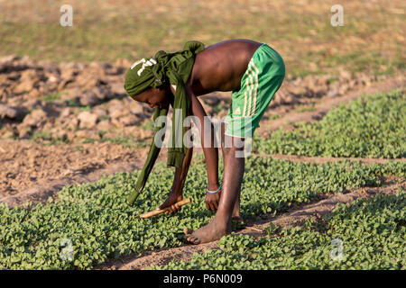 Togolesische Junge in ein Feld in Karsome, Togo. Stockfoto