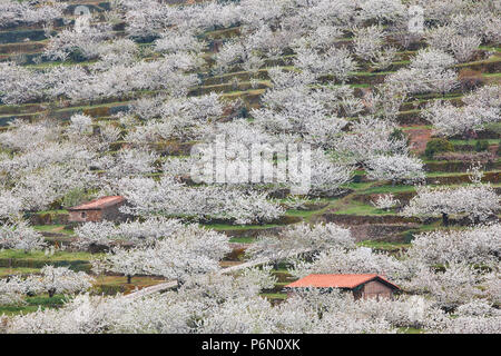 Kirschblüte in Monroy Tal, Caceres. Frühling in Spanien. Jahreszeit Stockfoto