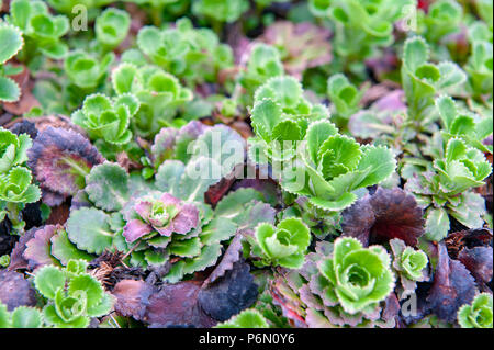 Grüne Laub von Saxifraga Umbrosa oder Yrenean Steinbrech, auch einen beständigen Garten blühende Pflanze wie London Stolz bekannt Stockfoto