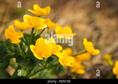 Frühling Blumen in den Bergen Stockfoto