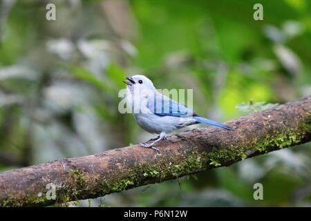 Exotische blue bird in tropischen Nebelwald Mindo, Ecuador, Südamerika Stockfoto