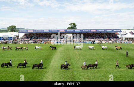 RHS 2018: Pferde auf dem Display während der Grand Parade an der Royal Highland Show, Inglsiton, Edinburgh. Stockfoto