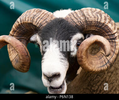 . RHS 2018: Porträt einer Blacface Ram bei Royal Highland Show, Ingliston, Edinburgh, Schottland Stockfoto