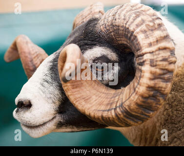 . RHS 2018: Porträt einer Blacface Ram bei Royal Highland Show, Ingliston, Edinburgh, Schottland Stockfoto