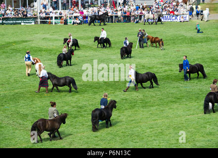 RHS 2018: Pferde auf dem Display während der Grand Parade an der Royal Highland Show, Inglsiton, Edinburgh. Stockfoto