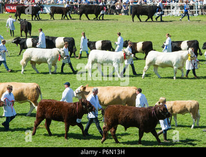 Royal Highland Show, Ingliston: Der Grand Parade von Rindern im show Ring. Stockfoto