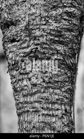 Monochrome Ansicht von Apple, Baumrinde, Strudel und Spechthöhlen. Stockfoto