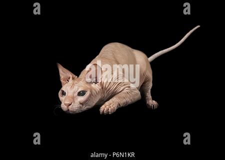 Sphynx Katze auf der Jagd - auf schwarzem Hintergrund isoliert. Stockfoto