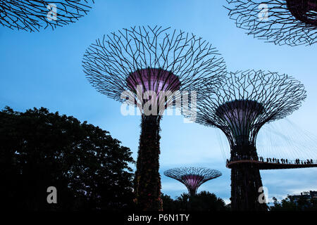 Singapur - May 22, 2018: Super Tree Grove Anlagenstrukturen im Garten durch die Bucht in Singapore Downtown während des Sonnenuntergangs. Stockfoto