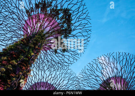 Singapur - May 22, 2018: Super Tree Grove Anlagenstrukturen im Garten durch die Bucht in Singapore Downtown während des Sonnenuntergangs. Stockfoto