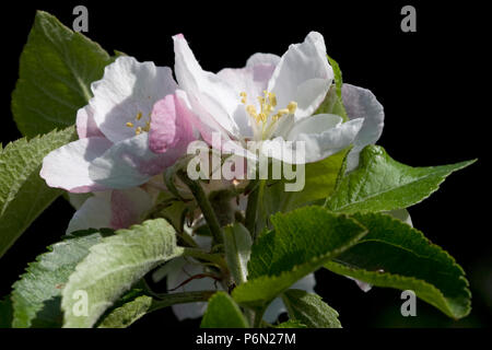 Blumen auf einem Apfelbaum (Sorte: ashmead der Kernel), die in einem organischen Obstgarten in Bristol. Stockfoto