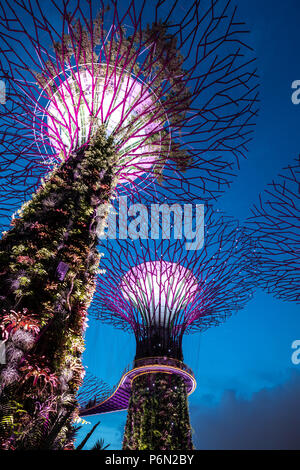 Singapur - May 22, 2018: Super Tree Grove Anlagenstrukturen im Garten durch die Bucht in Singapore Downtown nach Sonnenuntergang beleuchtet für eine Licht und Musik Stockfoto