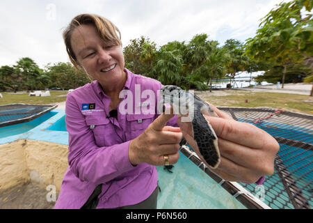 Biologin Cindy Manning mit einem grünen Meeresschildkröte Hatchling", Chelonia mydas, an der Sea turtle rescue Center auf Cayo Largo, Kuba. Stockfoto