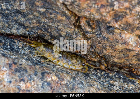 Gemeinsame See Slater/Meer Roach (Ligia oceanica), Littoral woodlouse und eine der größten oniscid Asseln in Felsspalte entlang Rock Pool am Strand. Stockfoto