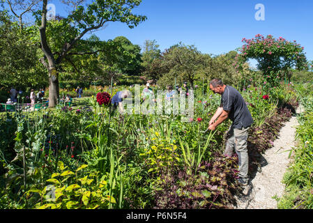 Gärtnerin/Gärtner im Sommer im Garten arbeiten am Haus des impressionistischen Malers Claude Monet in Giverny, Eure, Normandie, Frankreich Stockfoto