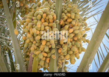 Unreife Termine hängen mit Termine Baum in Abu Dhabi, VAE Stockfoto
