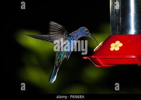 Violett, Campylopterus hemileucurus Sabrewing, auf eine Zuführung in Cerro Punta, Provinz Chiriqui, Republik Panama. Stockfoto