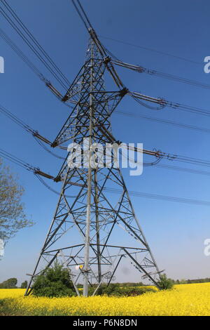 Gelbe Raps Feld mit Strommasten in der Yorkshire Landschaft Stockfoto