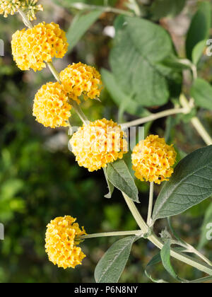 Eng gruppierten Kugeln der goldenen Blumen der Hardy, Insekt, Strauch, Buddleja Nana Stockfoto